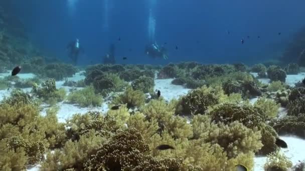 Paysage sous-marin du récif corallien. Mer Rouge . — Video