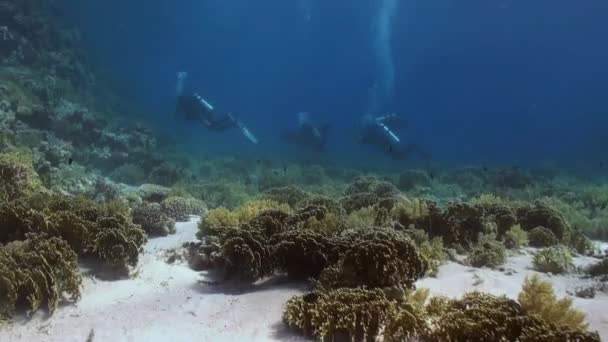 水下景观的珊瑚礁。红海. — 图库视频影像