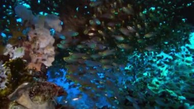 Akşam karanlığında resifteki cam balık sürüsü..