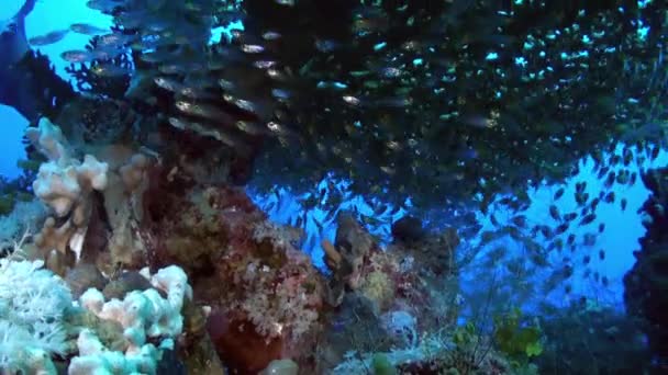 Troupeau scolaire de poissons de verre sur le récif recherche de nourriture .