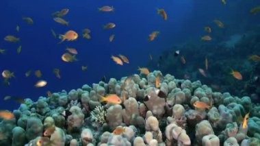 Damselfishes ve Anthias ile Staghorn mercan.
