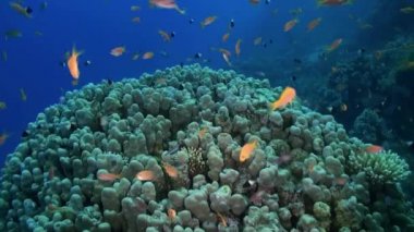 Damselfishes ve Anthias ile Staghorn mercan.