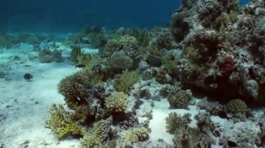 Yiyecek bulmak resif üzerinde sarı benekli boxfish.