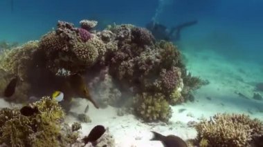 Yiyecek bulmak resif üzerinde sarı benekli boxfish.