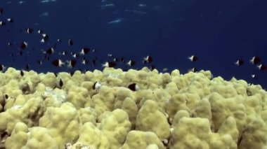 Damselfishes ve Anthias ile Staghorn mercan.