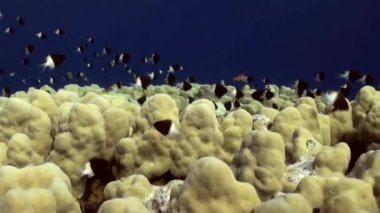 Damselfishes ve Anthias ile Staghorn mercan.