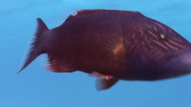 Yiyecek arayışı içinde kumlu alt balık wrasse resif