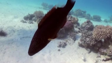 Yiyecek arayışı içinde kumlu alt balık wrasse resif