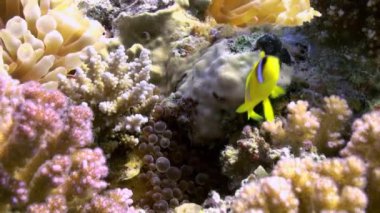 Mercan resifinde deniz tabanında anemonlar ve palyaço balık