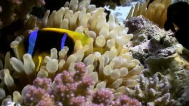 Mercan resifinde deniz tabanında anemonlar ve palyaço balık