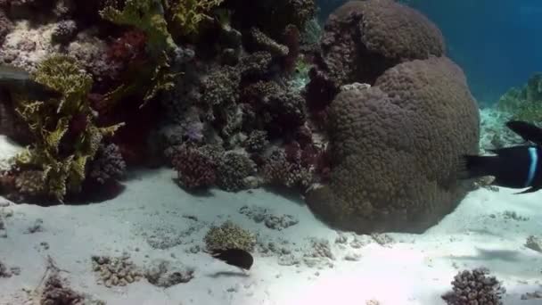 沙底上的鱼礁寻找食物 — 图库视频影像
