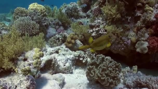 Gula fläckig boxfish på revet på jakt efter mat. — Stockvideo