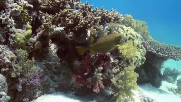餌を求めてサンゴ礁に黄色の斑点のあるハコフグ. — ストック動画