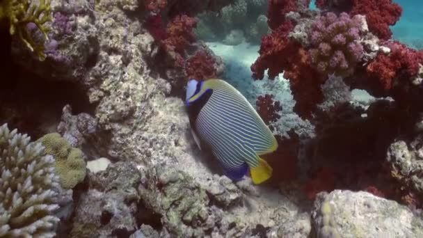 Peces mariposa en arrecife de coral en busca de comida . — Vídeo de stock