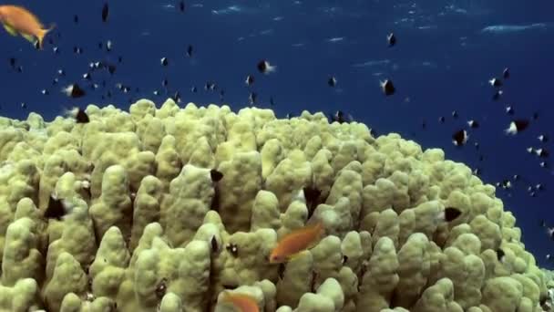 Staghorn Coral med Damselfishes och anthias. — Stockvideo