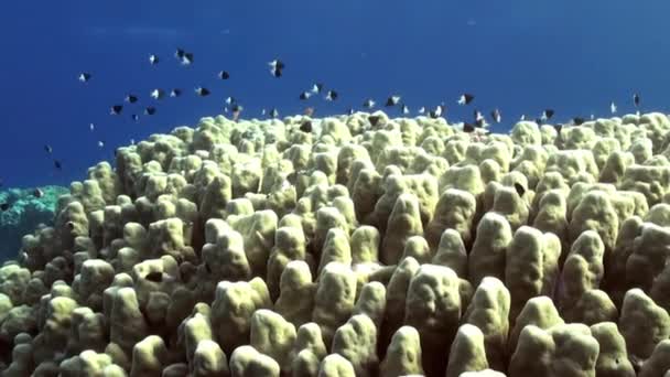Damselfishes ve Anthias ile Staghorn mercan. — Stok video