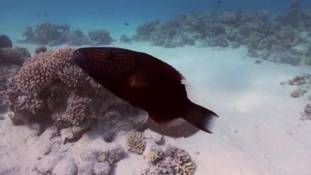 Arrecife de pescado sobre fondo arenoso en busca de comida — Vídeo de stock