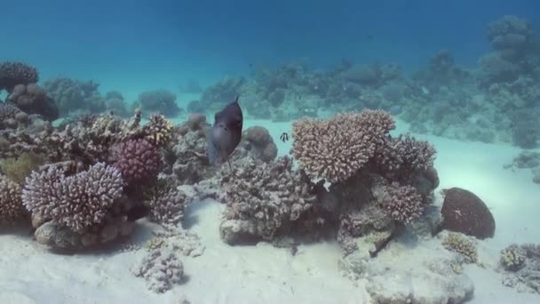 Korálová útesy na písčitém dně při hledání potravin — Stock video