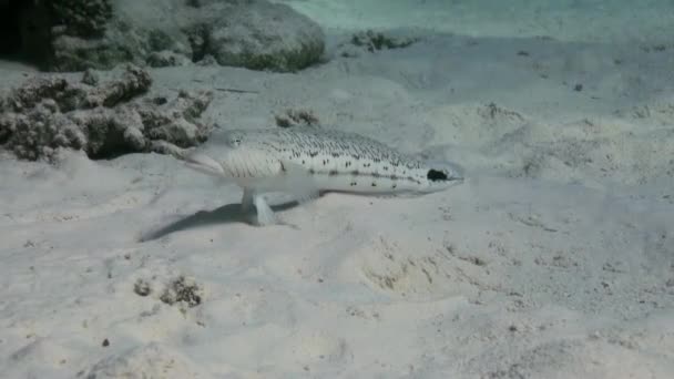 Goby Fish на рифе на песчаном дне в поисках пищи — стоковое видео