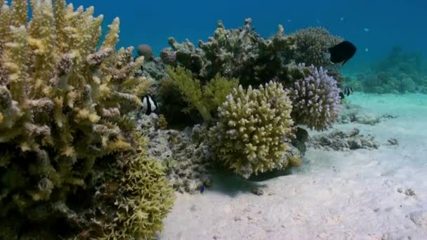 Karang staghorn di dasar berpasir di karang di Laut Merah — Stok Video