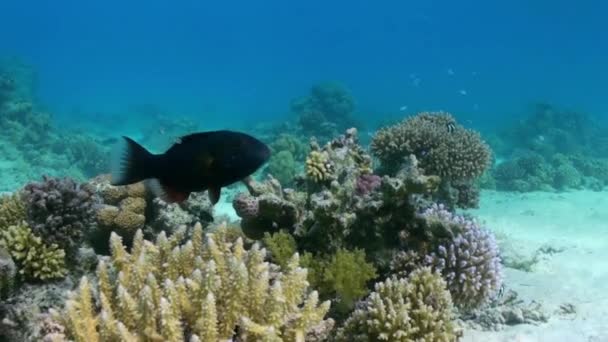 Staghorn koralen op zanderige bodem op rif op de rode zee — Stockvideo