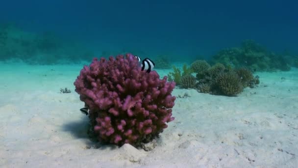 Staghorn koralen op zanderige bodem op rif op de rode zee — Stockvideo