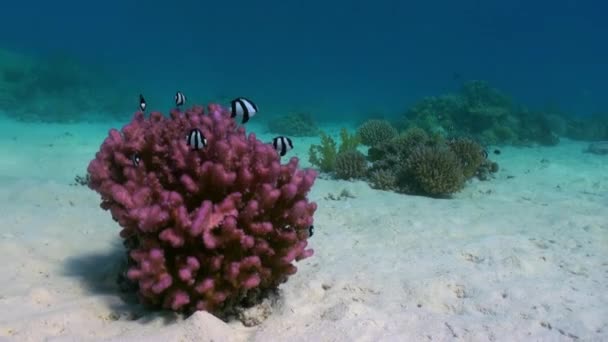 Coralli di Staghorn sul fondo sabbioso della barriera corallina sul Mar Rosso — Video Stock