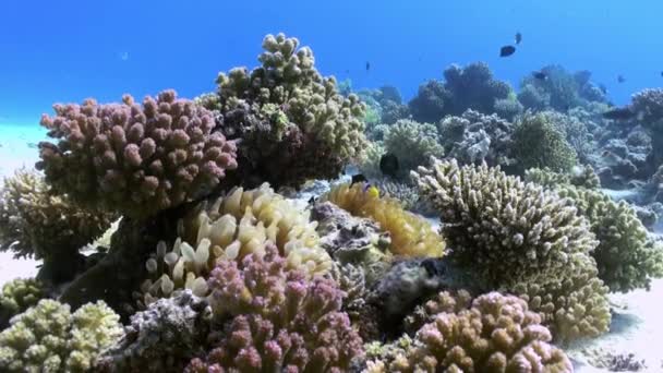 Anemones and clown fish on sea floor on coral reef — Stock Video