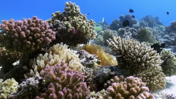 Anemones and clown fish on sea floor on coral reef — Stock Video