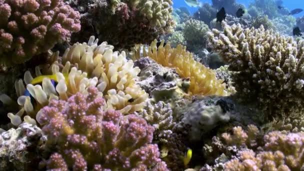 Anemones and clown fish on sea floor on coral reef — Stock Video