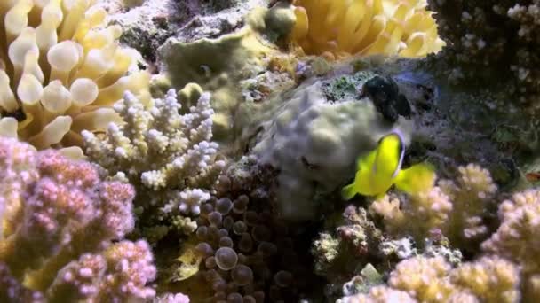 Mercan resifinde deniz tabanında anemonlar ve palyaço balık — Stok video
