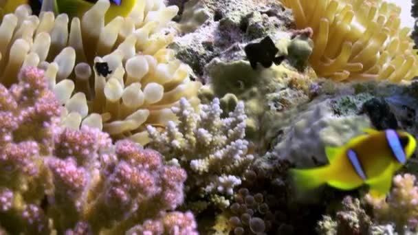 Anemones dan badut ikan di dasar laut di terumbu karang — Stok Video