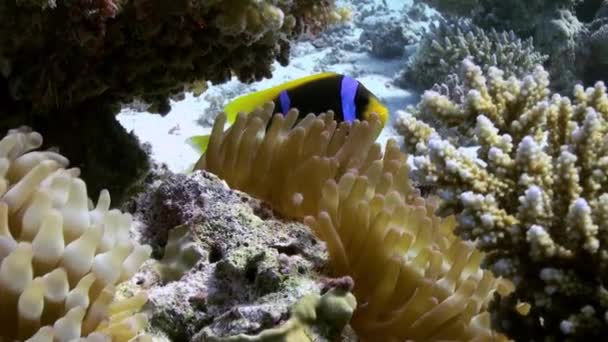 Mercan resifinde deniz tabanında anemonlar ve palyaço balık — Stok video