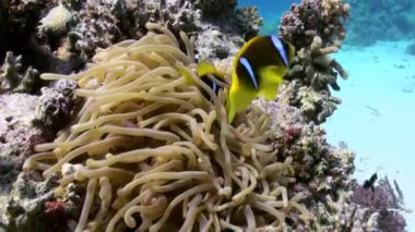 Mercan resifinde deniz tabanında anemonlar ve palyaço balık