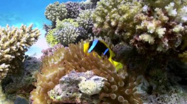 Mercan resifinde deniz tabanında anemonlar ve palyaço balık