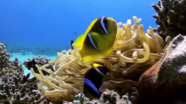 Anemoni e pesci pagliaccio sul fondo marino sulla barriera corallina — Video Stock