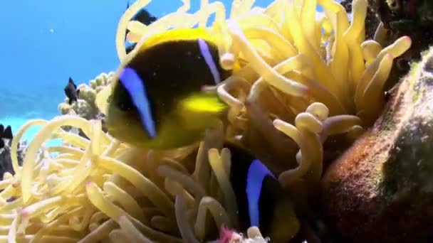 Anêmonas e peixes-palhaço no fundo do mar em recifes de coral — Vídeo de Stock