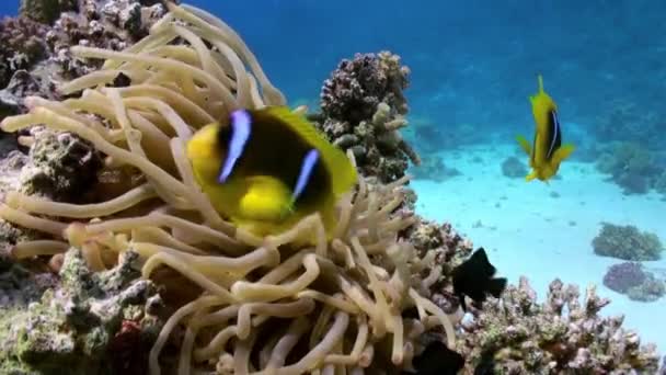 Ανεμώνες και κλόουν ψάρια στον πυθμένα της θάλασσας στον κοραλλιογενή ύφαλο — Αρχείο Βίντεο