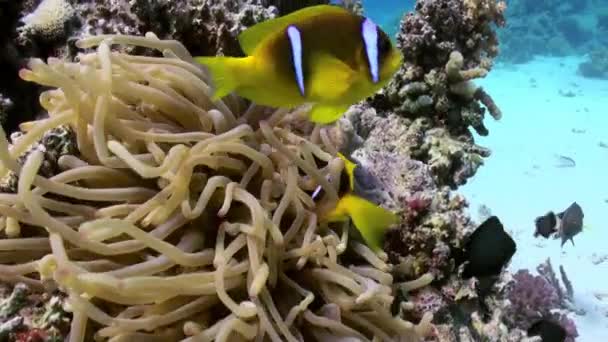 Anémonas y peces payaso en el fondo del mar en el arrecife de coral — Vídeo de stock