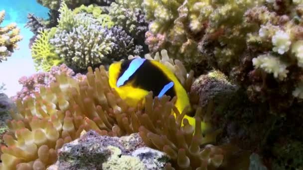 Mercan resifinde deniz tabanında anemonlar ve palyaço balık — Stok video