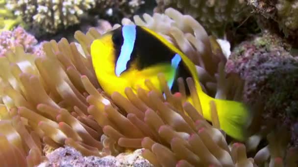 Anêmonas e peixes-palhaço no fundo do mar em recifes de coral — Vídeo de Stock