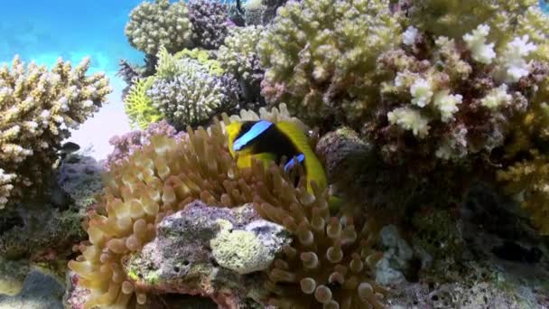 Ανεμώνες και κλόουν ψάρια στον πυθμένα της θάλασσας στον κοραλλιογενή ύφαλο — Αρχείο Βίντεο