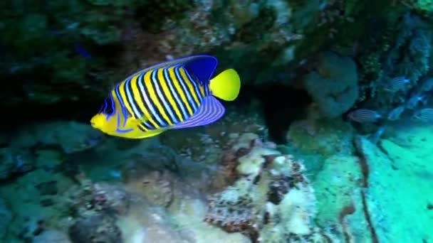 Butterfly fish on coral reef in search of food. — Stock Video