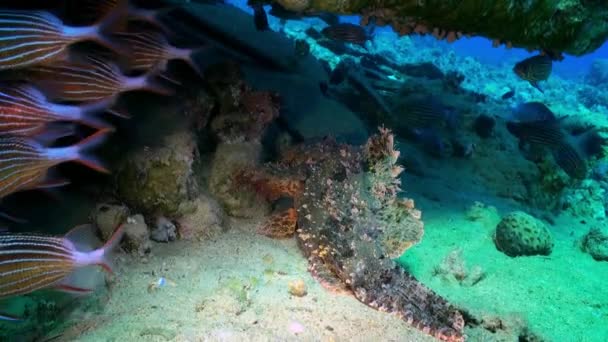 Escuela de peces de rayas rojas en busca de alimento en los arrecifes . — Vídeos de Stock