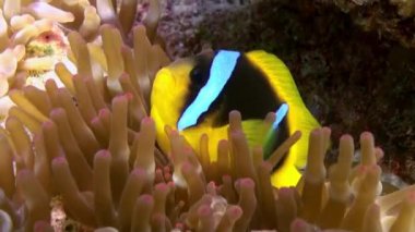 Mercan resifinde deniz tabanında anemonlar ve palyaço balık