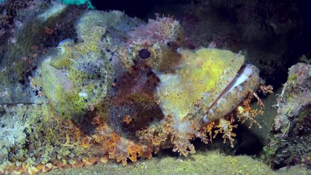 Mercan resifüzerinde Rock Scorpionfishes barbata balık. — Stok video