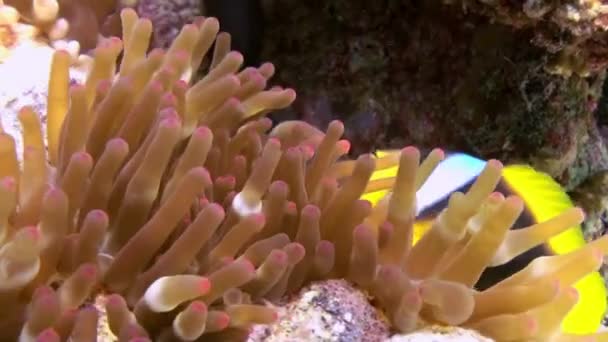 Anémonas y peces payaso en el fondo del mar en el arrecife de coral — Vídeos de Stock