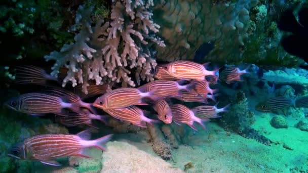 Escuela de peces de rayas rojas en busca de alimento en los arrecifes . — Vídeos de Stock