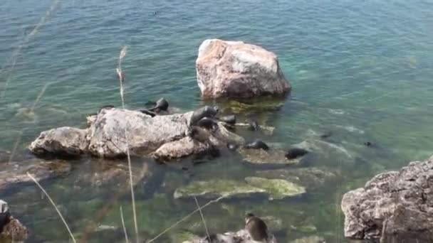 Foca Baikal Pusa sibirica en las Islas Ushkany . — Vídeo de stock