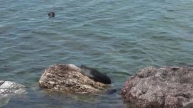 Baykal fok Pusa sibirica Ushkany Adaları.